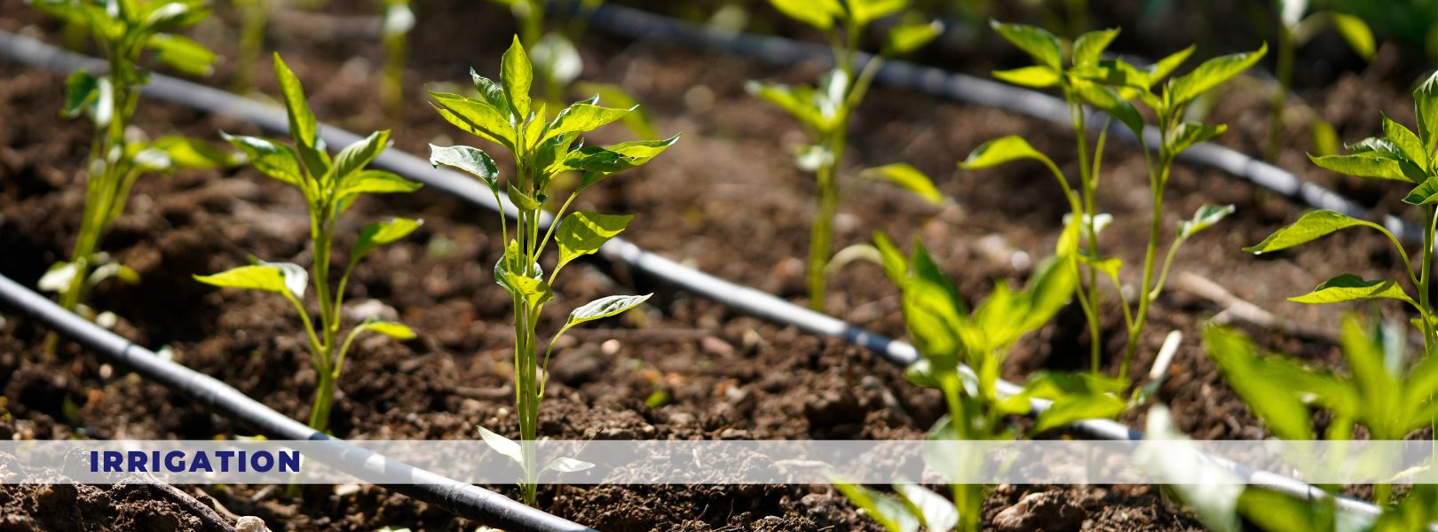 Agricultural Irrigation